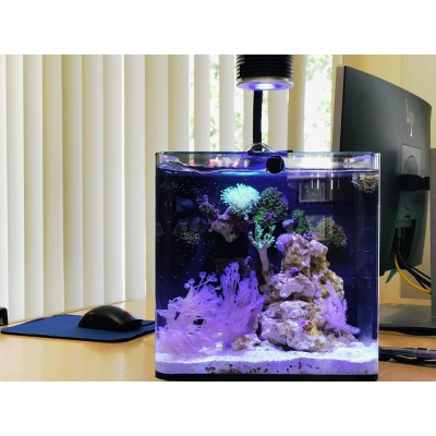 Lampa LED do akwarium morskiego Asta 20